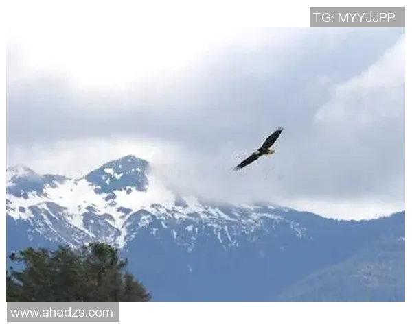 冰岛的怒吼，北欧战神横扫亚洲之鹰，瑞典八比二狂胜中国台北，剑指八强荣耀！